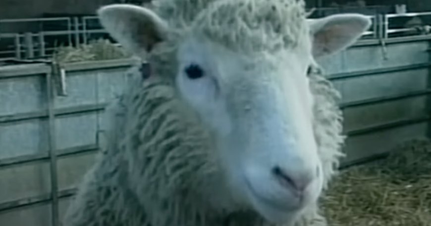 Montana Man Sentenced to Jail After Cloning Sheep --[Reported by Umva mag]