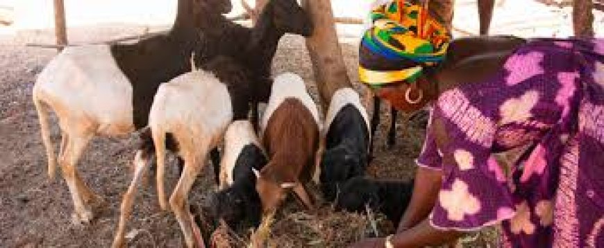 AfDB crucial in development and modernisation of Benin sheep industry --[Reported by Umva mag]