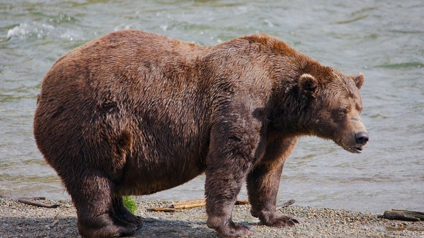 Online voting in Alaska’s Fat Bear Week contest starts after an attack killed 1 contestant --[Reported by Umva mag]