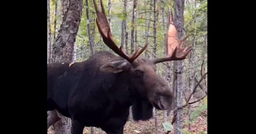 Man’s Encounter With Massive Bull Moose Goes Viral: ‘That’s Close Enough Bud’ (VIDEO) --[Reported by Umva mag]