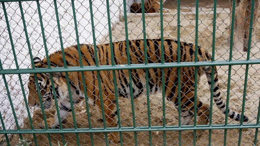 Bird flu kills 47 tigers, 3 lions and a panther in Vietnam zoos, state media reports --[Reported by Umva mag]