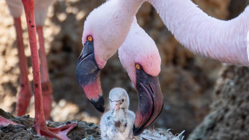 Gay flamingo dads raise adopted chick after successfully hatching egg at San Diego Zoo Safari Park --[Reported by Umva mag]