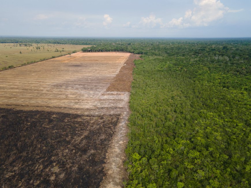 EU Commission wants to postpone deforestation law --[Reported by Umva mag]