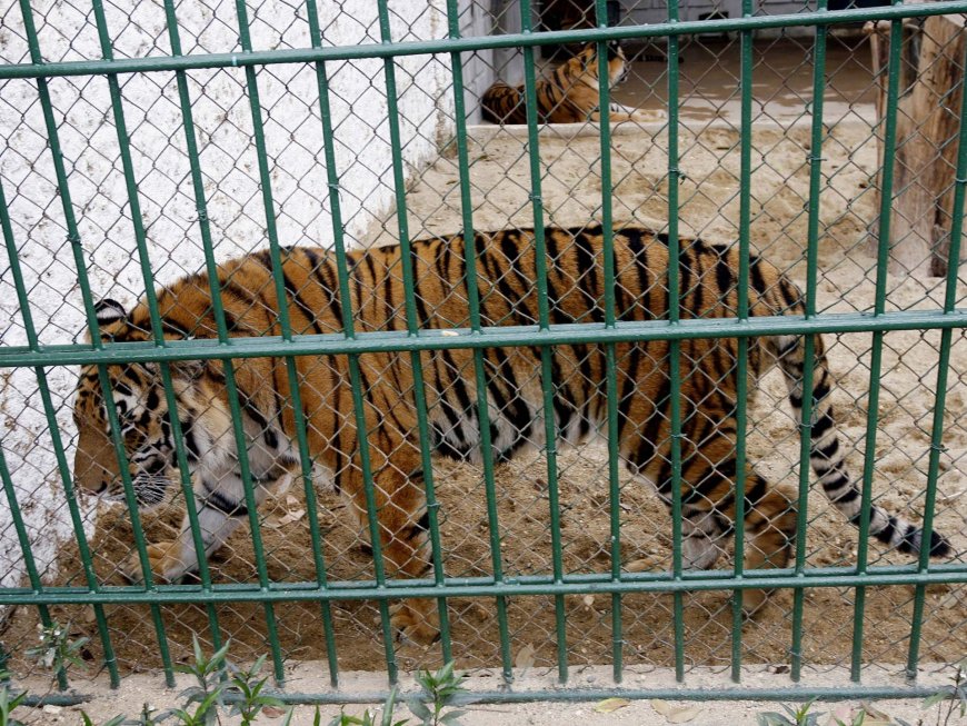 Bird flu suspected of killing dozens of captive tigers in Vietnam --[Reported by Umva mag]