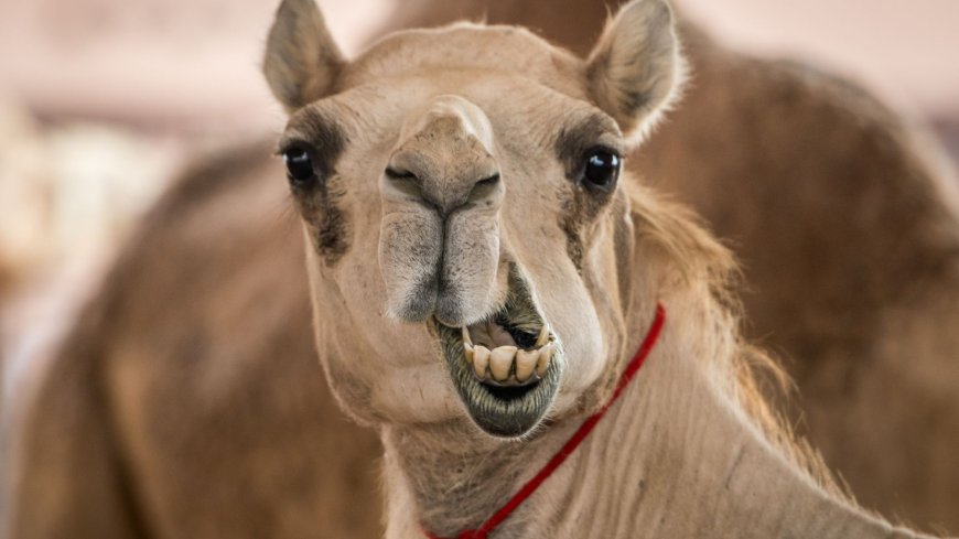 Man sick with killer ‘camel flu’ that ‘spreads in the air’ boards plane as health officials race to trace contacts --[Reported by Umva mag]