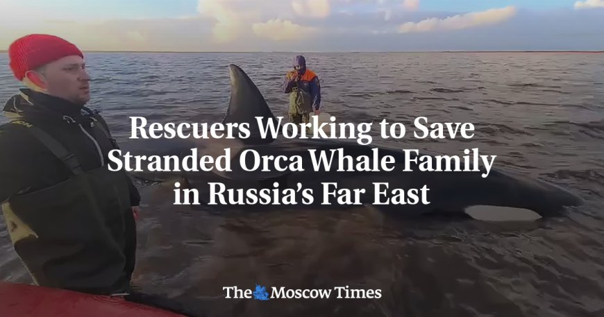 Rescuers Working to Save Stranded Orca Whale Family in Russia’s Far East --[Reported by Umva mag]