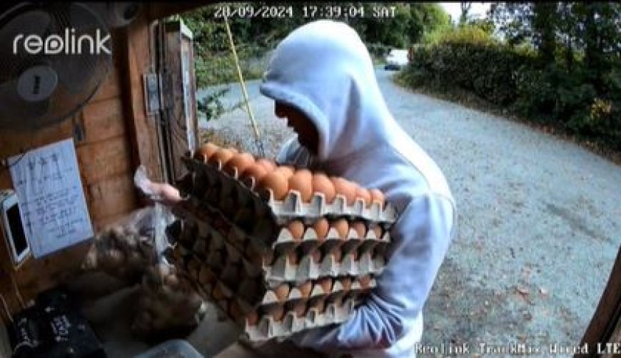 Irish farmers shock pair of egg thieves by tracking them down and turning up at their house to get their produce back --[Reported by Umva mag]