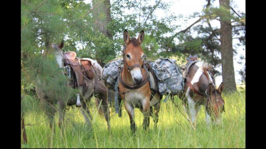 “Mountain Mules” Join Cajun Navy to Do What Biden-Harris Can’t-Deliver Critical Help to Americans Trapped by Helene --[Reported by Umva mag]