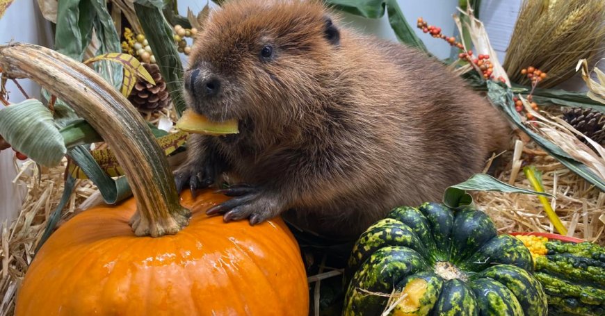 Why There Is a Court Battle Over This Beaver Being Released into the Wild --[Reported by Umva mag]