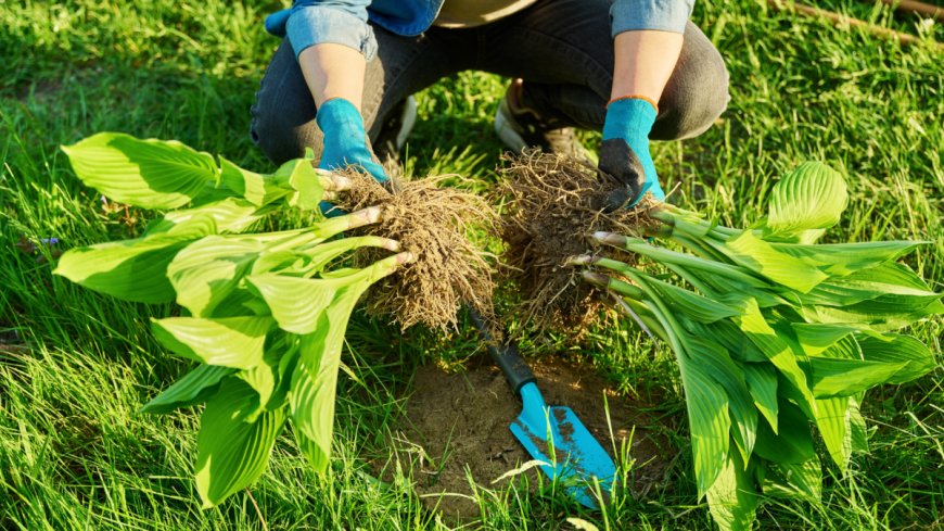 How to Divide Your Perennials for Fall --[Reported by Umva mag]