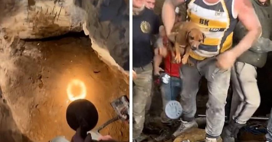 Dog rescued after being trapped in rock crevice for eight days --[Reported by Umva mag]