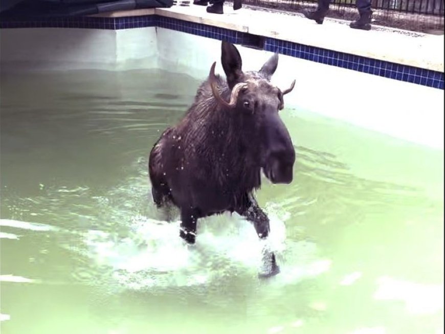 There’s a moose on the loose - in a New Hampshire swimming pool --[Reported by Umva mag]