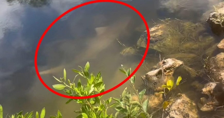 Shark ‘pushed from ocean into lake by Hurricane Helene’ --[Reported by Umva mag]