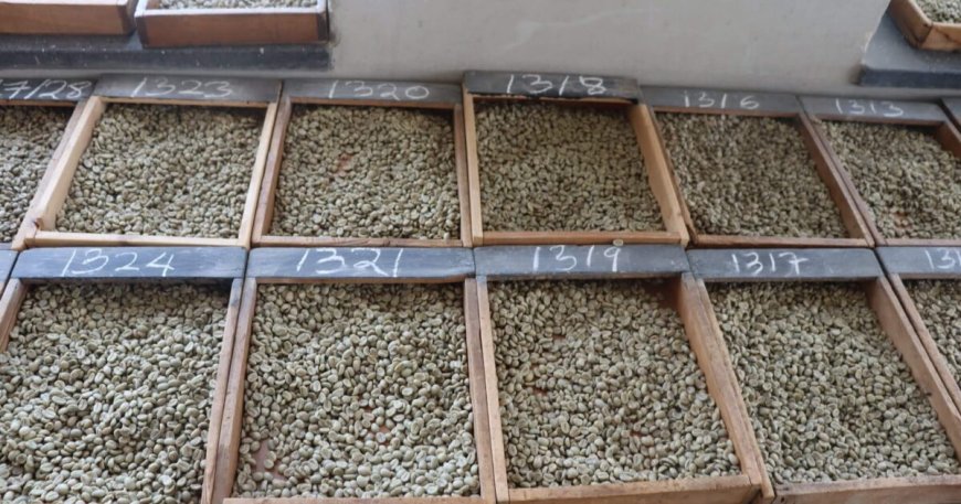 Kenyan Coffee Prices Dip Slightly as Brazil Drought Boosts Global Rates --[Reported by Umva mag]