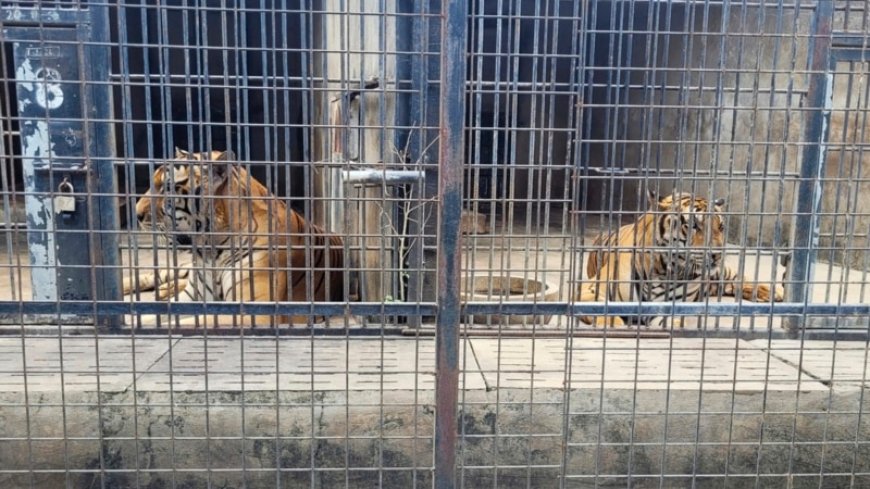 Dozens of zoo tigers die after contracting bird flu in southern Vietnam --[Reported by Umva mag]