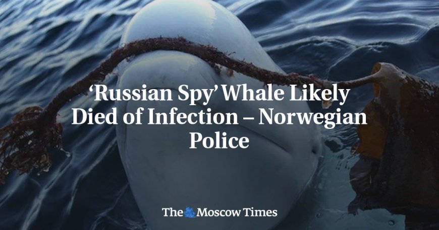 ‘Russian Spy’ Whale Likely Died of Infection – Norwegian Police --[Reported by Umva mag]