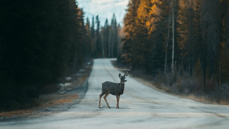 What to Do When You Hit a Deer --[Reported by Umva mag]