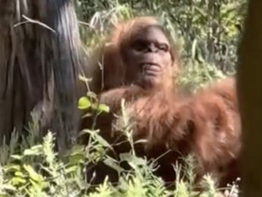 CAUGHT ON CAMERA: Bigfoot in OK - Man Shoots Video of What he Believes was Bigfoot. "Scariest moment of my life...I really think I caught a...Bigfoot on camera" --[Reported by Umva mag]