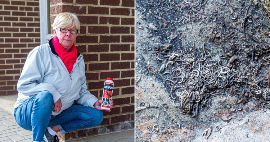 Plague of smelly millipedes infest £3,000-a-year beach huts --[Reported by Umva mag]