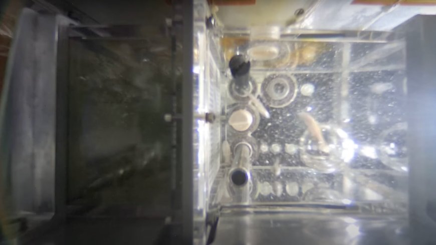 China aims to breed zebrafish aboard Tiangong space station (video) --[Reported by Umva mag]