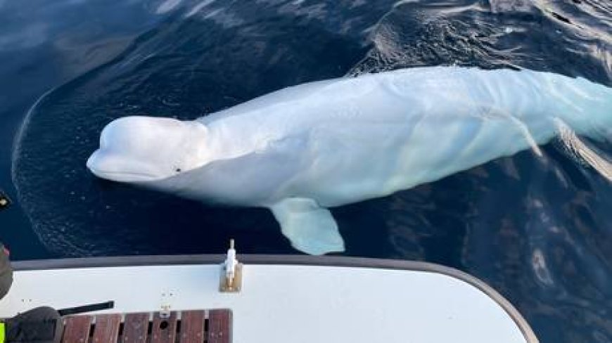 Police explain ‘Russian spy’ whale’s death --[Reported by Umva mag]