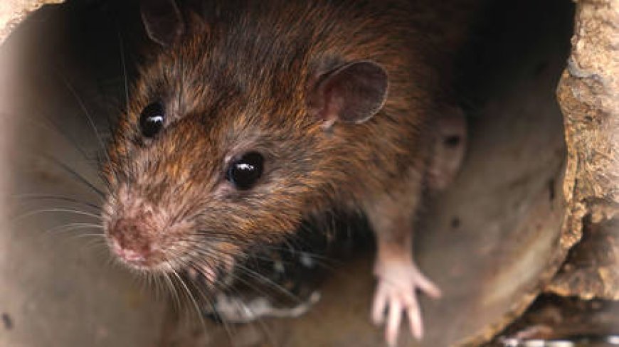 New York plans to put rats on birth control --[Reported by Umva mag]