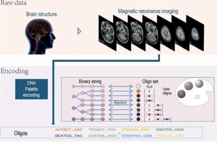 Chinese researchers achieve breakthrough in DNA-based storage of brain MRI data – China Daily --[Reported by Umva mag]