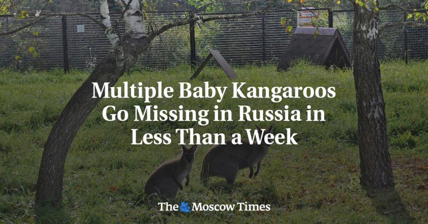 Multiple Baby Kangaroos Go Missing in Russia in Less Than a Week --[Reported by Umva mag]