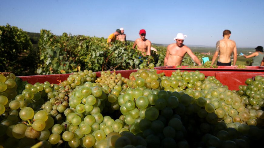 French champagne makers under pressure to protect pickers after harvest deaths --[Reported by Umva mag]