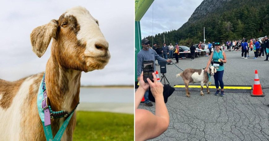 Goat crashes a marathon and walks away with a medal --[Reported by Umva mag]