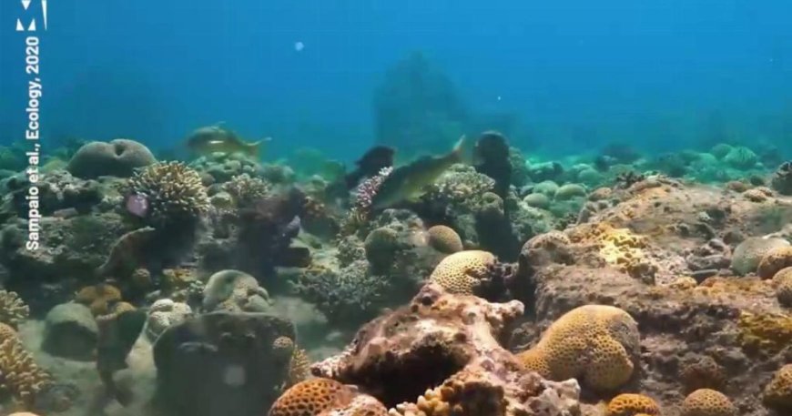 Octopus punches fish in the head while out on a hunt together --[Reported by Umva mag]