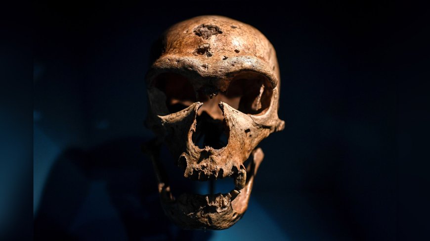 Who was the last Neanderthal? --[Reported by Umva mag]