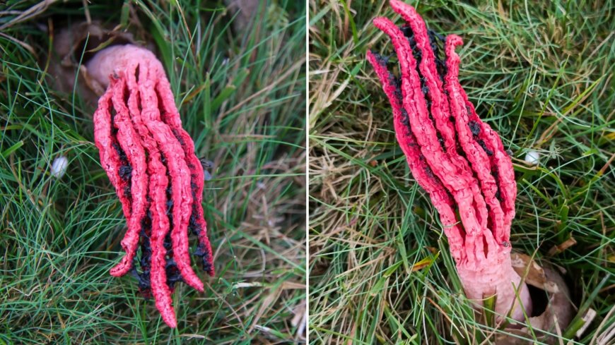 Rare ‘alien-like’ fungus dubbed Devil’s Fingers with rotting flesh-like smell & spindly tentacles spotted in UK --[Reported by Umva mag]