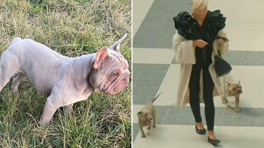 My ‘beautiful’ dog was killed by my neighbour’s pet in horrific attack – and she blamed it on her TODDLER grandson --[Reported by Umva mag]