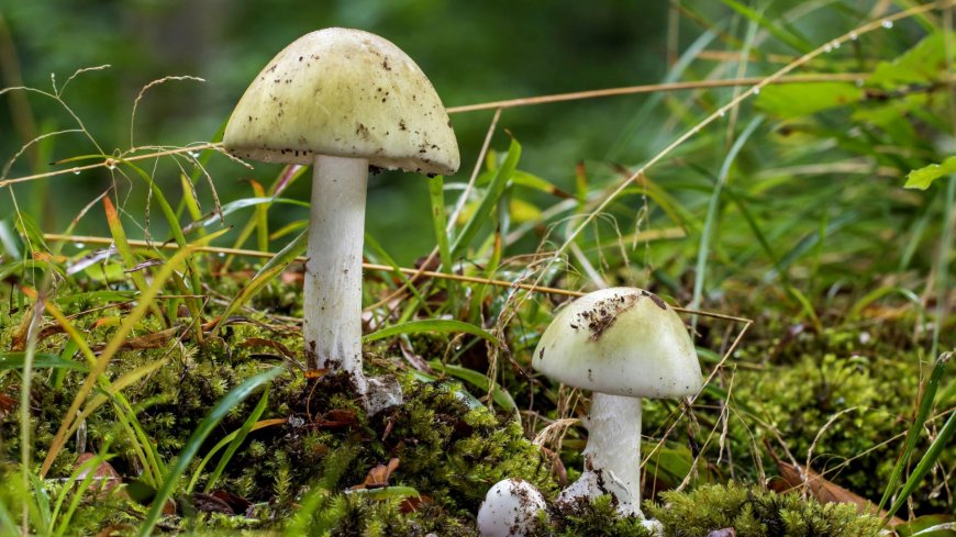 Britain braces for ‘deadly FUNGUS invasion’ as mushrooms so poisonous a mouthful could kill you spring up in UK soil --[Reported by Umva mag]