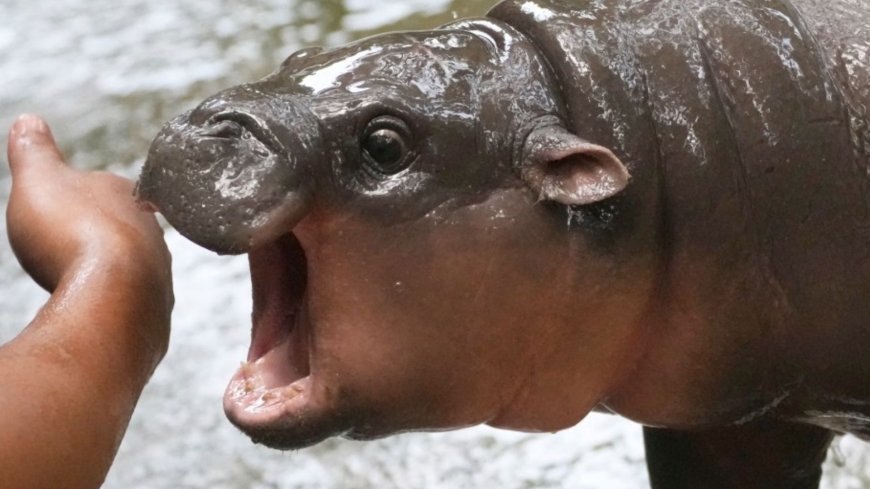 Moo Deng siblings: What we know about the baby pygmy hippo’s brother and sister Moo Toon & Moo Waan --[Reported by Umva mag]