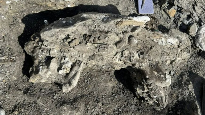 Massive 270kg dinosaur skull dubbed ‘Big Sam’ unearthed by palaeontologists after 72million years in bone-filled creek --[Reported by Umva mag]