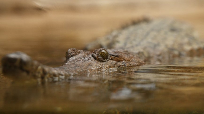 Crocodiles baited with 'nausea-inducing chemical' to prevent them from eating toxic, invasive toad --[Reported by Umva mag]