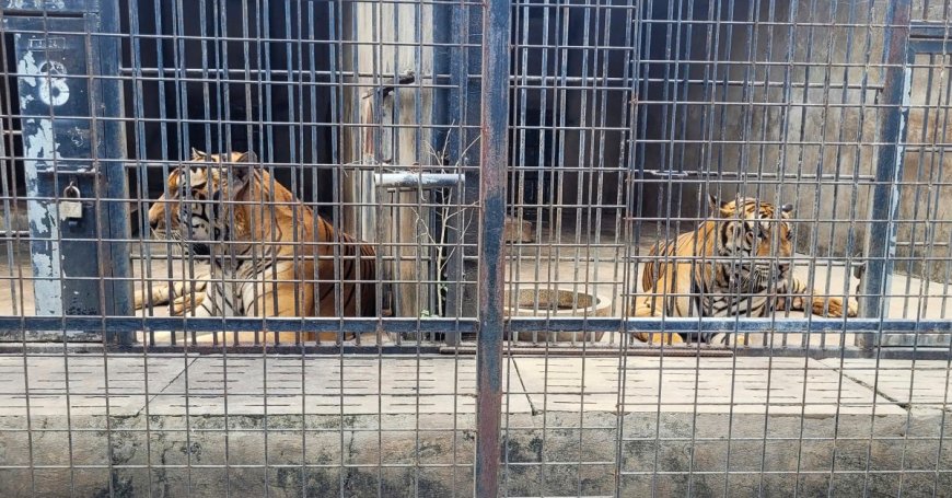 Dozens of Zoo Tigers Die After Contracting Bird Flu in Vietnam --[Reported by Umva mag]