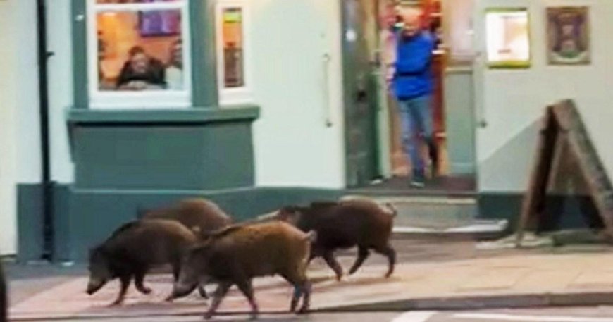 Five wild boars spotted strolling on a ‘night out’ in town --[Reported by Umva mag]