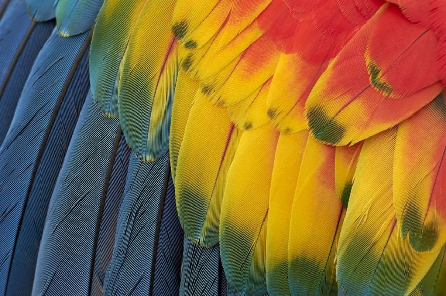 Argentina towns face torrent of harassment ... from parrots --[Reported by Umva mag]