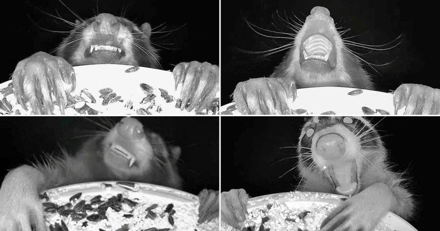 Bird feeder cam captures hilarious pictures of animals enjoying midnight feast --[Reported by Umva mag]