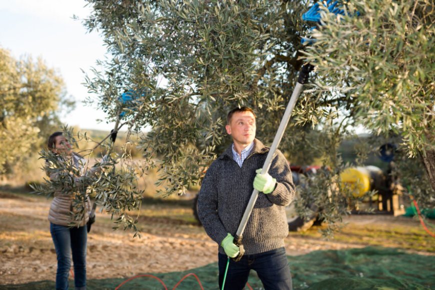 Olive oil prices set to halve as Mediterranean bumper harvest looms --[Reported by Umva mag]