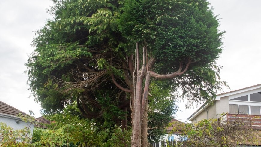 We HATE our neighbours’ huge 20ft trees – they’re an eyesore, block our views from posh homes and we want them gone NOW --[Reported by Umva mag]