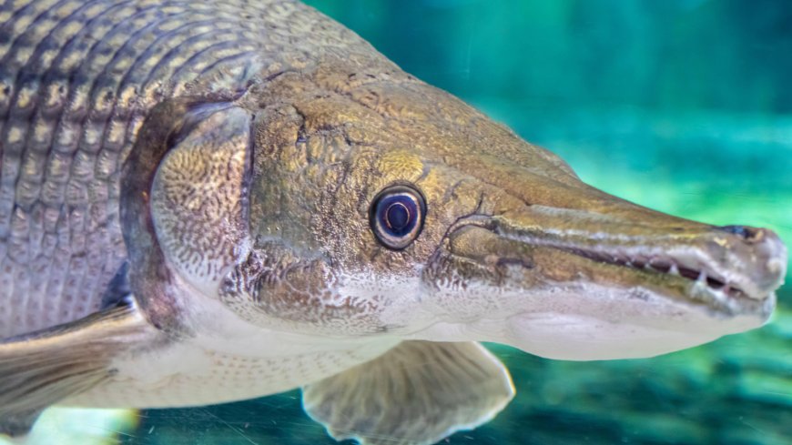 Alligator gar: The 'living fossil' that has barely evolved for 100 million years --[Reported by Umva mag]