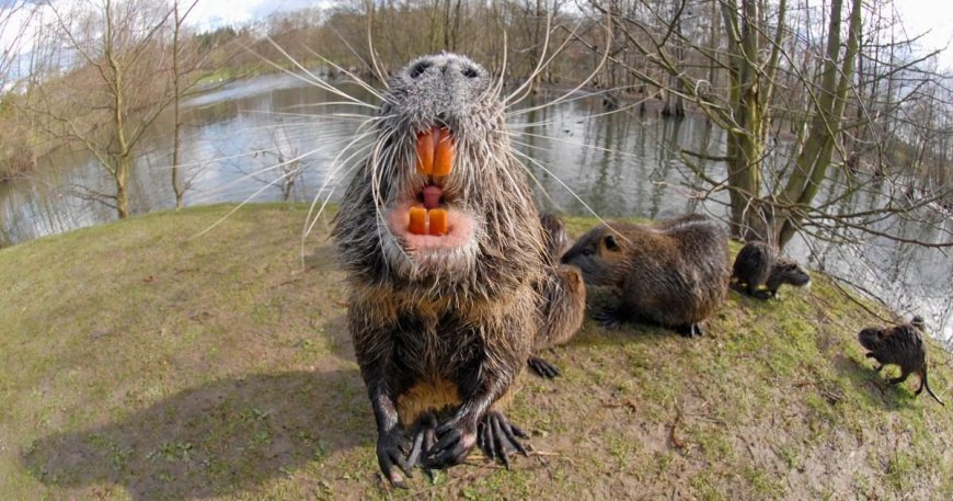 Dangerous rat-like creatures with orange teeth invade California – what are they? --[Reported by Umva mag]