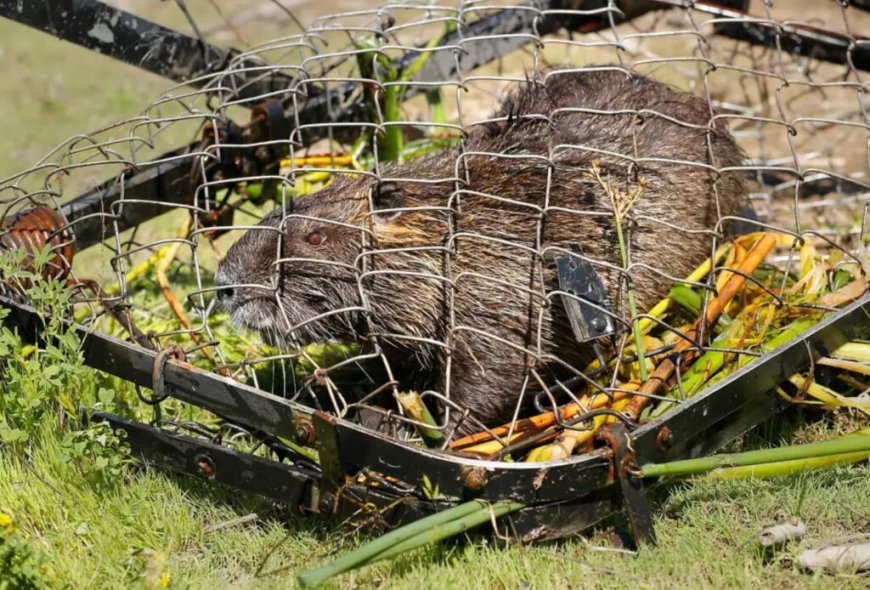 San Francisco is Being Invaded by ‘Wildly Destructive’ 20-Pound Rodents That Reproduce at ‘Prolific Rate’ --[Reported by Umva mag]