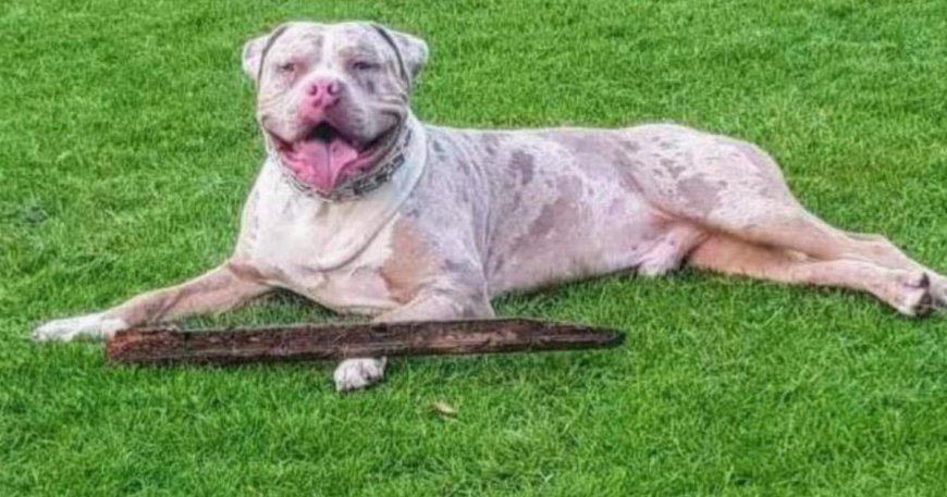 Police put down family’s ‘beloved’ XL bully by mistake --[Reported by Umva mag]