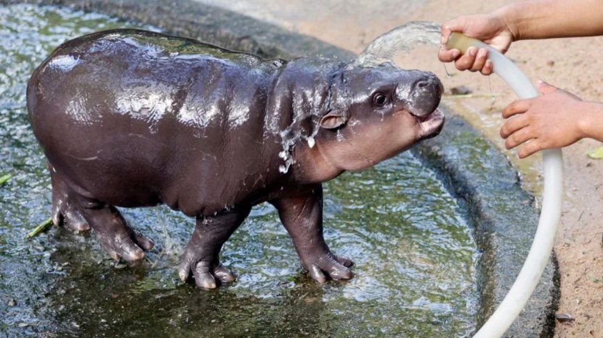 From Pesto the penguin to Moo Deng the hippo: The animal stars taking over TikTok in 2024 --[Reported by Umva mag]