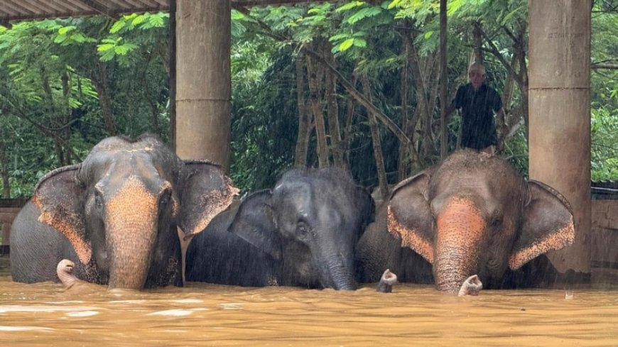 Floods inundate Thailand's tourist city of Chiang Mai, strand elephants --[Reported by Umva mag]